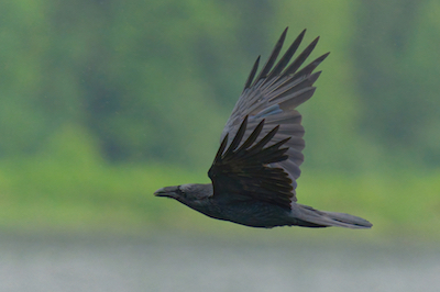 Raven Flying